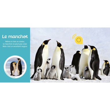 Mes premiers sonores - Les animaux du froid - Auzou