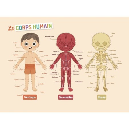 Mon petit coffret aimanté - Le corps humain - Auzou