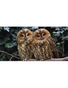 Les animaux de belgique - Auzou 2