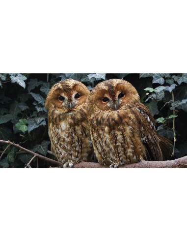 Les animaux de belgique - Auzou