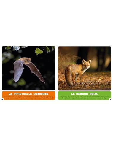 Les animaux de belgique - Auzou